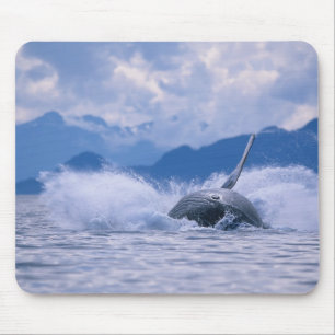Mousepad EUA, Alasca, Floresta Nacional Tongass, Jubarte