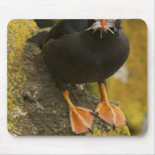 Mousepad EUA, Alasca, Ilhas Pribilof, St Paul. Tupida
