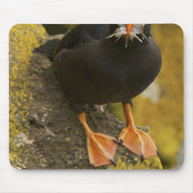 Mousepad EUA, Alasca, Ilhas Pribilof, St Paul. Tupida (Frente)