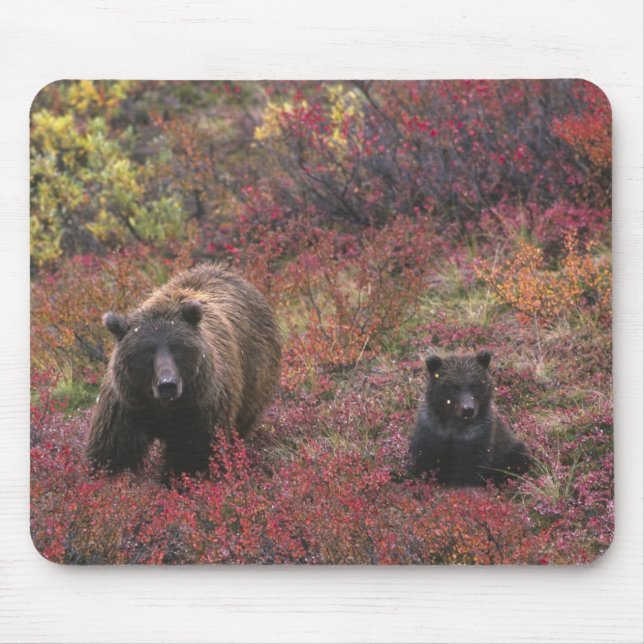 Mousepad EUA, Alasca, Parque Nacional Denali. Urso pardo (Frente)