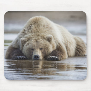 Mousepad EUA, Alasca, Parque Nacional Katmai, Urso Pardo