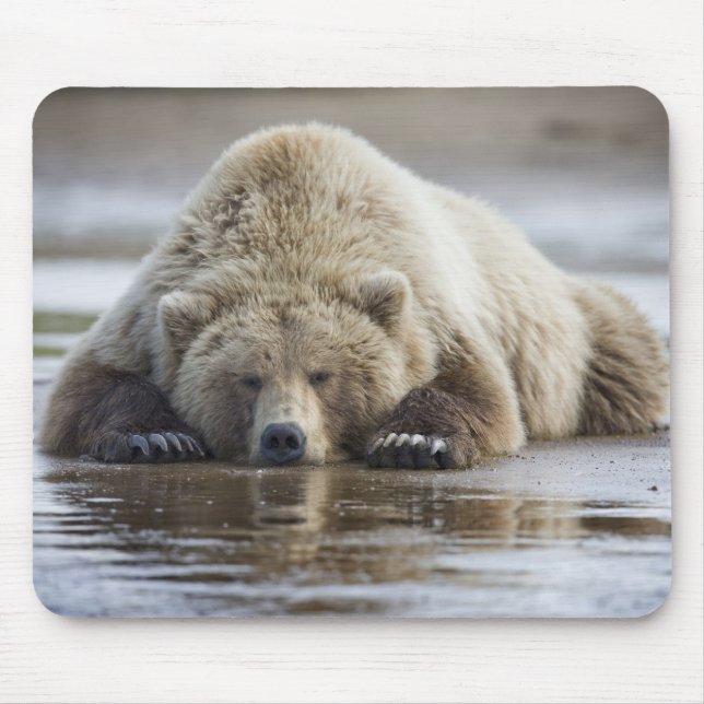 Mousepad EUA, Alasca, Parque Nacional Katmai, Urso Pardo (Frente)