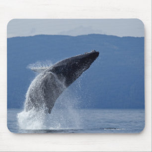 Mousepad EUA, Alaska, Angoon, baleia de Humpback (Megaptera