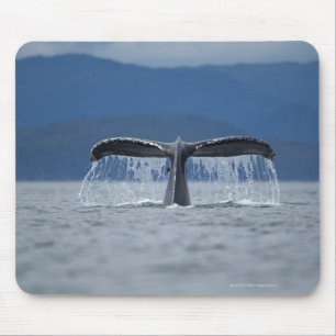 Mousepad EUA, Alaska, floresta nacional de Tongass,