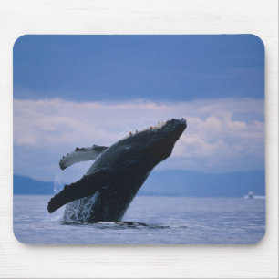 Mousepad EUA, Alaska, Floresta Nacional de Tongass, Humpbac