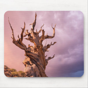 Mousepad EUA, Califórnia, Floresta Nacional Inyo 9