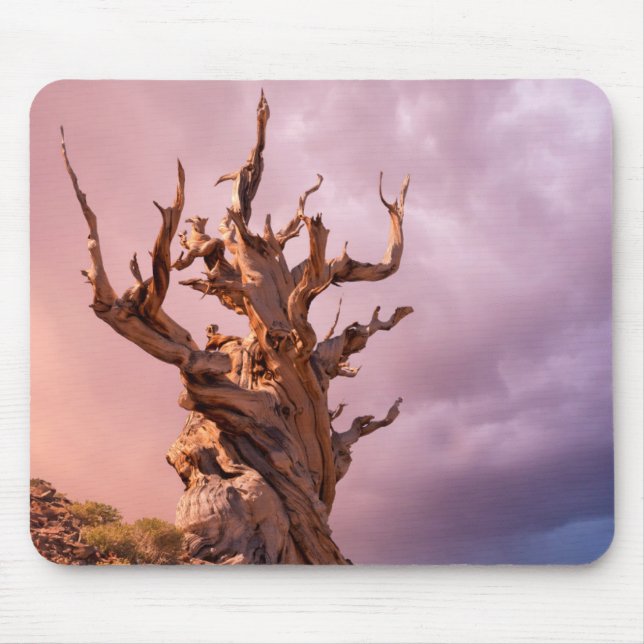 Mousepad EUA, Califórnia, Floresta Nacional Inyo 9 (Frente)