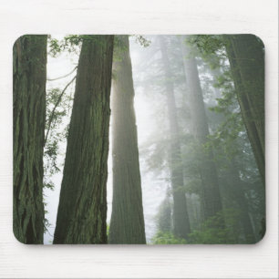 Mousepad EUA, Califórnia, Parque Nacional Redwood,