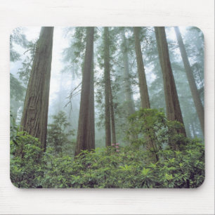 Mousepad EUA, Califórnia, Redwood NP. Névoa filtra o