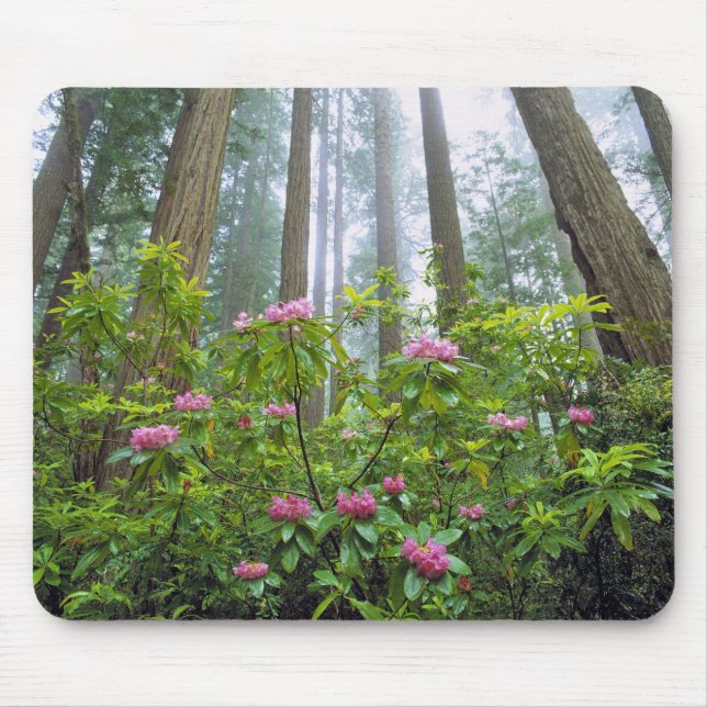 Mousepad EUA, Califórnia, Redwood NP. Rhododendron (Frente)