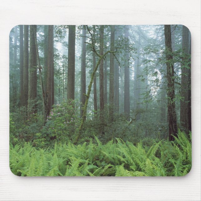 Mousepad EUA, Califórnia, Redwood NP. Samambaias e (Frente)