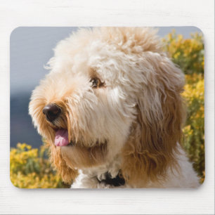 Mousepad EUA, Califórnia. Retrato do Labradoodle 3