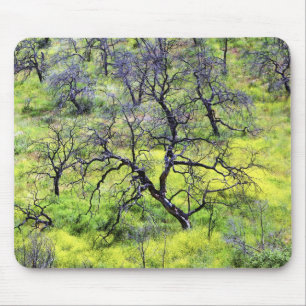 Mousepad EUA, Califórnia, San Diego. Uma floresta de carval