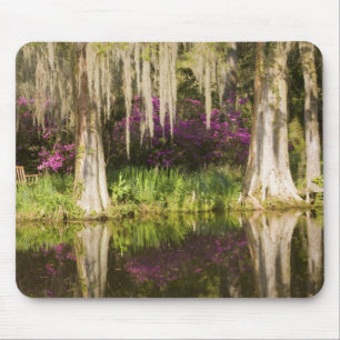 Mousepad EUA, Carolina do Sul, Charleston. Árvores de Cipre