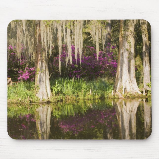 Mousepad EUA, Carolina do Sul, Charleston. Árvores de Cipre (Frente)