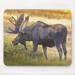 Mousepad EUA, Colorado, Cameron Pass. Alce