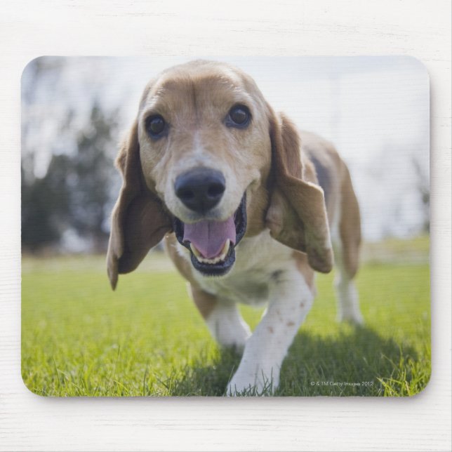 Mousepad EUA, Colorado, cão curioso caminhando em direção (Frente)