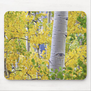 Mousepad EUA, Colorado, Montanhas Rochosas. Intimo álamo 2