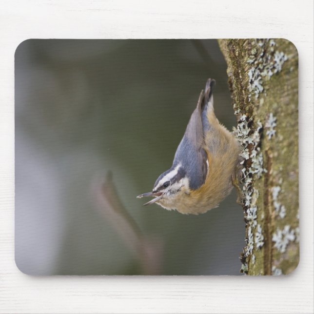 Mousepad EUA, Estado de Washington, Red-Brested Nuthatch, (Frente)
