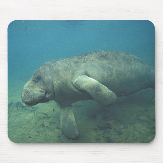Mousepad EUA, FL, Manatee (Frente)