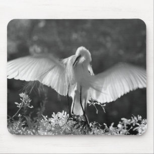 Mousepad EUA, Flórida, Garça-branca-grande (Ardea alba) inf