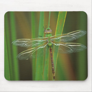 Mousepad EUA, Geórgia. Libélula dárner verde em juncos