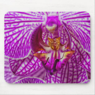 Mousepad EUA, Geórgia, Savannah, Close-Up De Orquídea