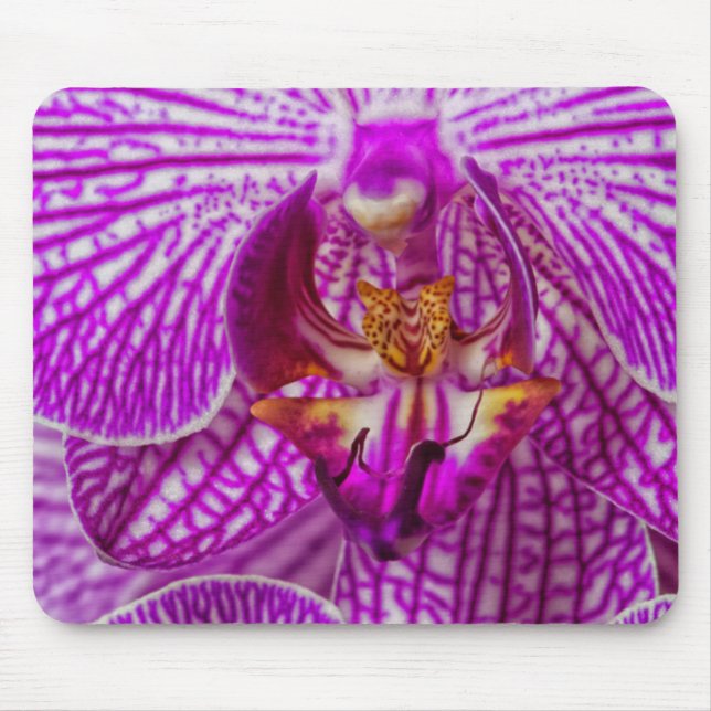 Mousepad EUA, Geórgia, Savannah, Close-Up De Orquídea (Frente)