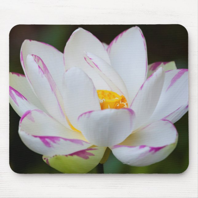 Mousepad EUA, Geórgia, Savannah, Flor de Lótus em Flor (Frente)