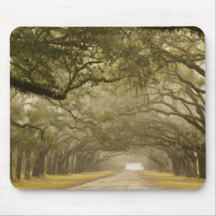 Mousepad EUA, Geórgia, Savannah, Uma estrada ladeada de car