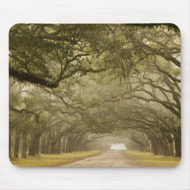 Mousepad EUA, Geórgia, Savannah, Uma estrada ladeada de car (Frente)