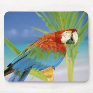 Mousepad EUA, Havaí. Papagaio