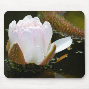 Mousepad EUA, Kansas, Flor de Lírio Água Rosa Claro em Flor