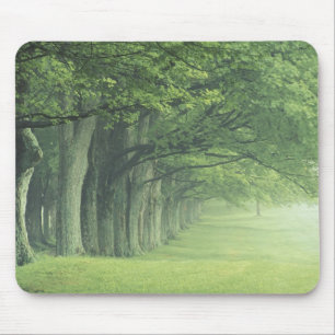Mousepad EUA, Kentucky. Fileira de árvores na primavera