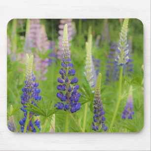 Mousepad EUA, Maine, Parque Nacional Acadia. Campo de