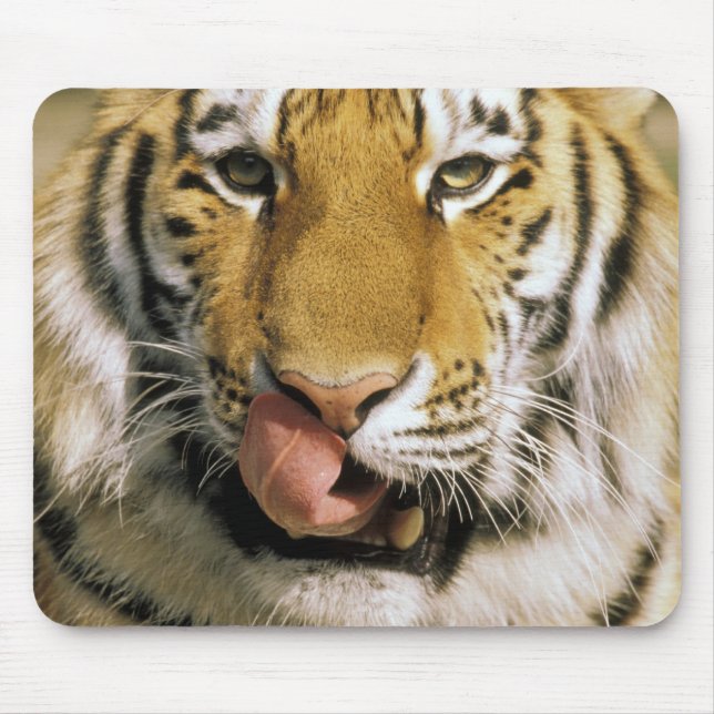 Mousepad EUA, Michigan, Detroit. Detroit Zoo, tigre (Frente)
