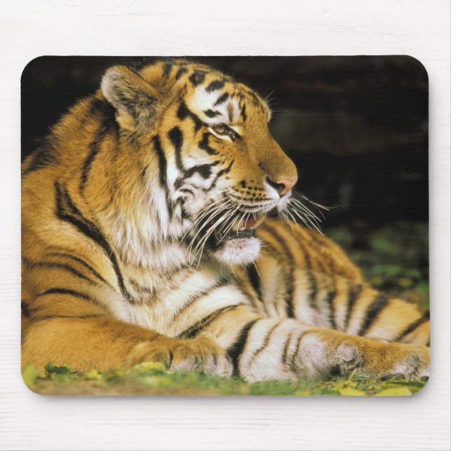 Mousepad EUA, Michigan, Detroit. Detroit Zoo, tigre em (Frente)