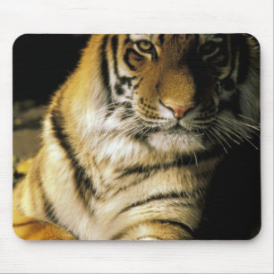 Mousepad EUA, Michigan, Detroit. Zoológico de Detroit, tigr