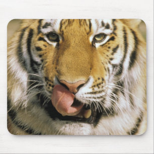 Mousepad EUA, Michigan, Detroit. Zoológico de Detroit, tigr