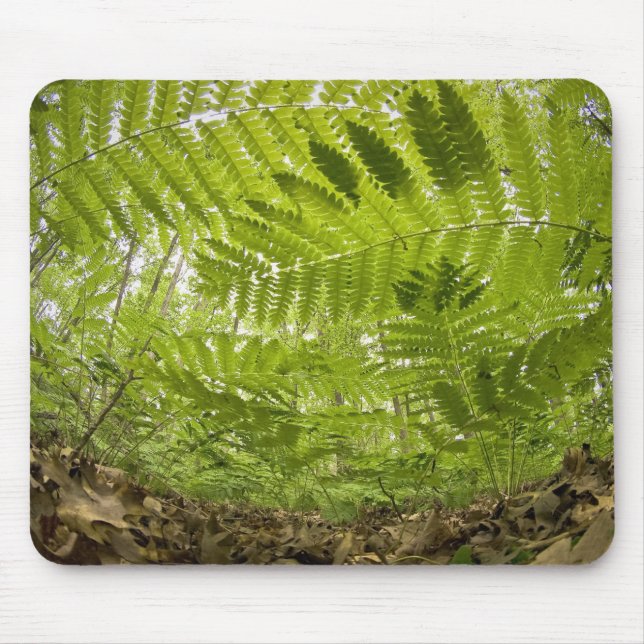 Mousepad EUA, Minnesota, Costa Norte do Lago Superior, (Frente)