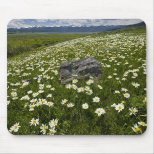 Mousepad EUA, Montana, Margarida silvestre florescendo no p
