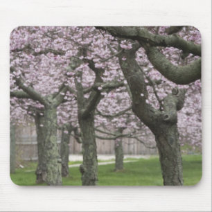 Mousepad EUA, Nova York, East Hampton. Cerejeiras em