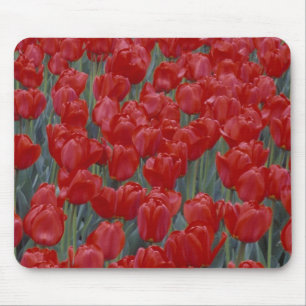 Mousepad EUA, Ohio, Cincinnati. Cama de tulipas vermelhas
