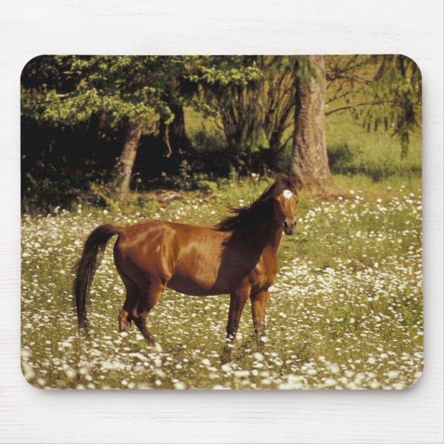 Mousepad EUA, Oregon. Cavalo em campo de margaridas (Frente)