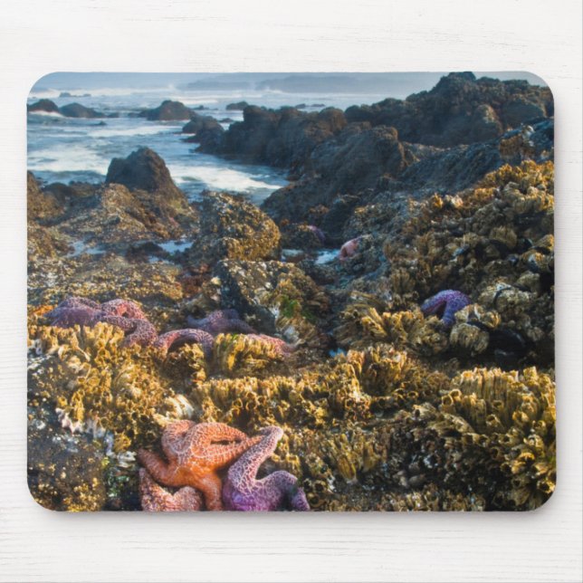 Mousepad EUA, Oregon. Estrelas-do-mar (Frente)
