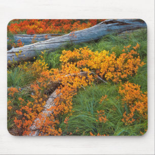 Mousepad EUA, Oregon, Floresta Nacional Willamette