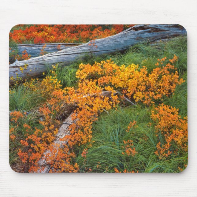 Mousepad EUA, Oregon, Floresta Nacional Willamette (Frente)
