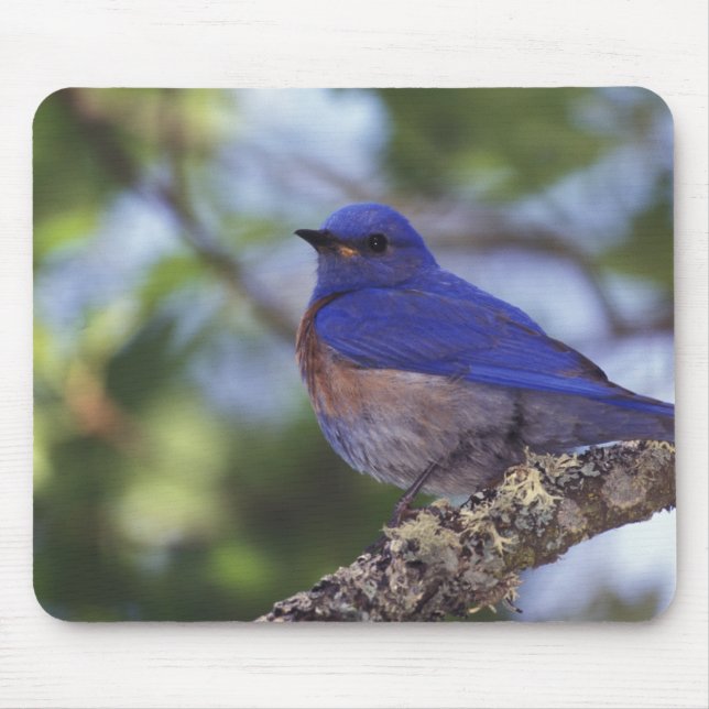 Mousepad EUA, Oregon. Macho de Azulinho-ocidental (Frente)