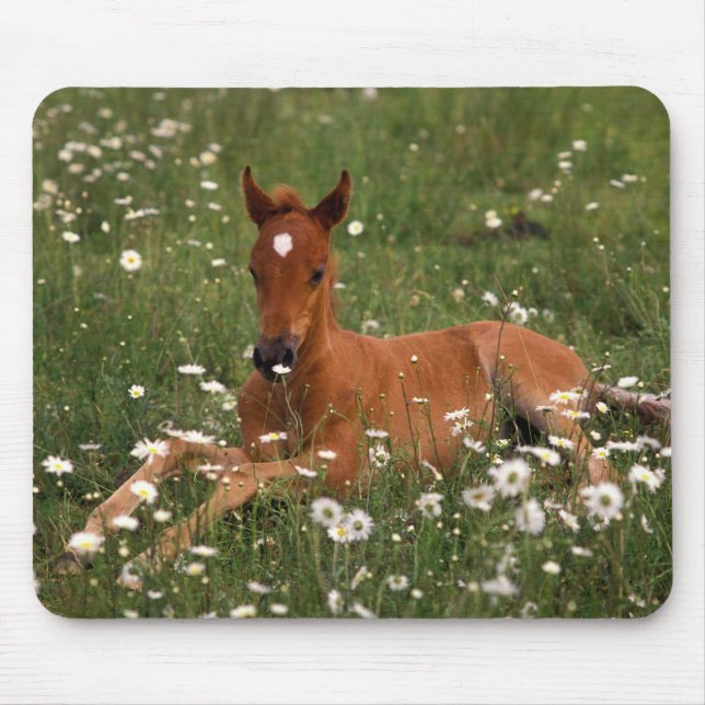 Mousepad EUA, Oregon, Pônei Árabe. (Frente)