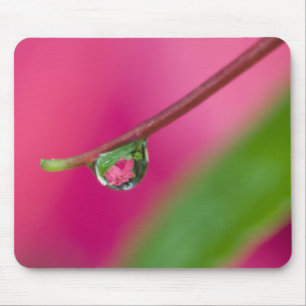 Mousepad EUA, Oregon, Shore Acres Gardens, Gota de água